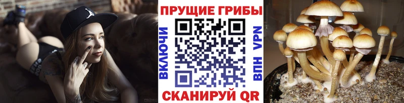 blacksprut ONION  купить наркотики сайты  Оха  Галлюциногенные грибы Magic Shrooms 